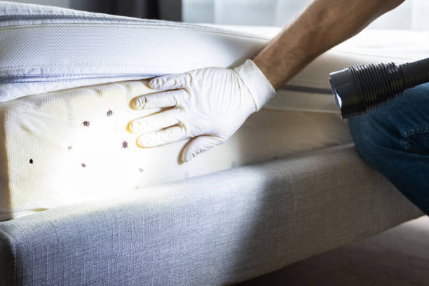 Best Local Pest Control Services  in Pickens, SC