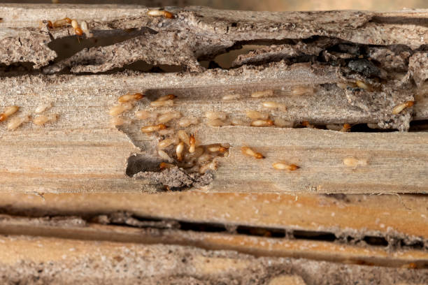 Best Termite Control Services  in Pickens, SC